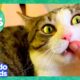 60 Minutes Of Cats And Kittens Being Cute And Silly | 1 Hour Of Animal Videos | Dodo Kids