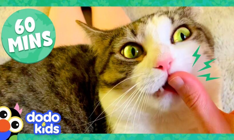 60 Minutes Of Cats And Kittens Being Cute And Silly | 1 Hour Of Animal Videos | Dodo Kids