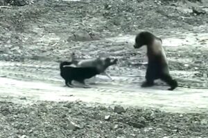 99 Craziest Animal Fights of All Time 2024