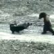 99 Craziest Animal Fights of All Time 2024