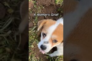 A Mother Dog's Grief and Devotion | Pet Animals