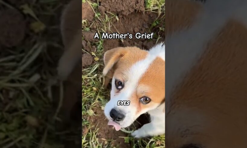 A Mother Dog's Grief and Devotion | Pet Animals