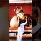 A Pregnant Giraffe who has no help / #shorts #alone #ai #viralshort #giraffe #ytshorts #helpless #ai