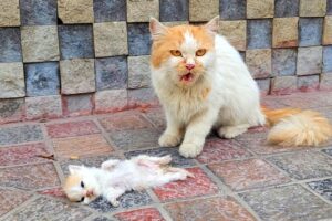 A crying mother trying to drag a man to her dying kitten. Just unbelievable