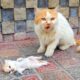 A crying mother trying to drag a man to her dying kitten. Just unbelievable