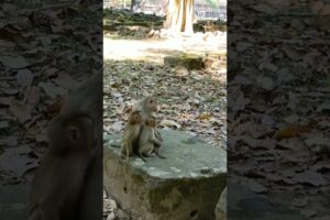 A group of monkey is playing so happily #shorts #animals #hanuman #monkey #happy