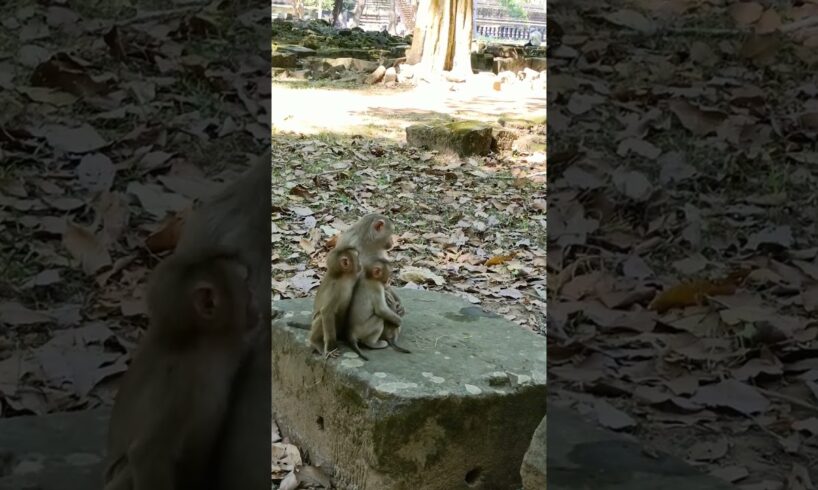 A group of monkey is playing so happily #shorts #animals #hanuman #monkey #happy