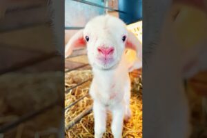 A kind family rescued a lamb in distress