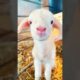 A kind family rescued a lamb in distress