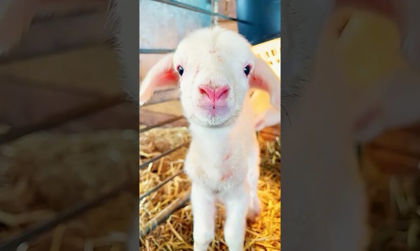 A kind family rescued a lamb in distress