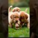 A litter of golden retriever puppies playing #shorts #animals #youtubeshorts