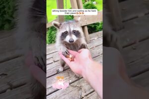 A man rescued a choking raccoon and then ...