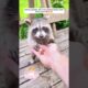 A man rescued a choking raccoon and then ...