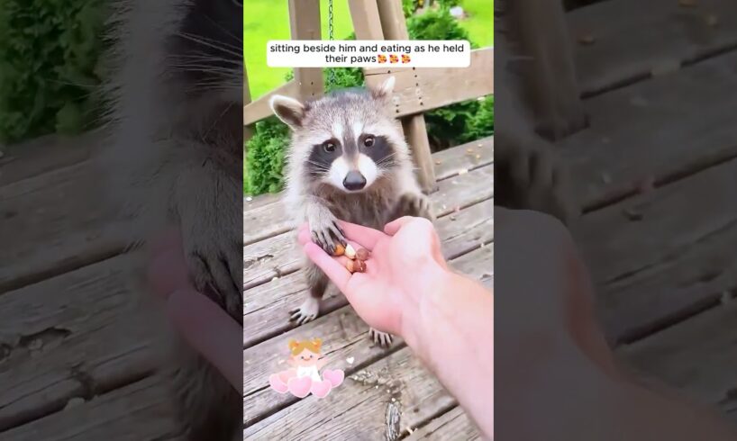 A man rescued a choking raccoon and then ...