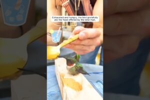 A man saved a trapped hummingbird and got a surprise