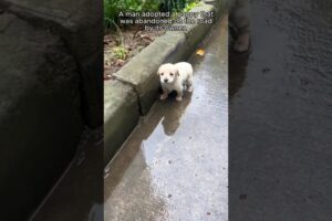 A puppy was rescued from the road while raining and them🥰❤️ #subscribe #share #viralshorts #views