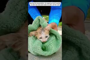 A tiny kitten cry for help #animals #rescue #animalrescue #animalshorts