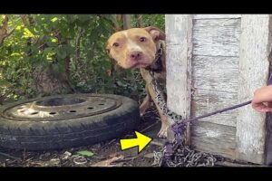 Abandoned Dog Found Chained In Backyard Couldn't Believe That He Is Being Rescued