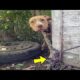 Abandoned Dog Found Chained In Backyard Couldn't Believe That He Is Being Rescued