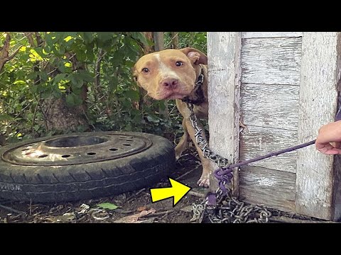 Abandoned Dog Found Chained In Backyard Couldn't Believe That He Is Being Rescued