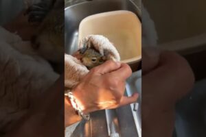 Abandoned baby squirrel luckily rescued #squirrel #rescuesquirrel #short