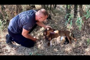 Abandoned chained mom with seven newborn puppies | Full rescue