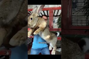 Adopting a little rabbit brought an unexpected joy #shorts #shortsvideo #animals #rescue #cute