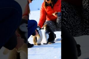 🐧 🐧 Adorable Baby Penguins Playing in the Snow🐧 🐧  #shorts #viralshorts #deepseadiscoveries