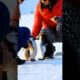 🐧 🐧 Adorable Baby Penguins Playing in the Snow🐧 🐧  #shorts #viralshorts #deepseadiscoveries