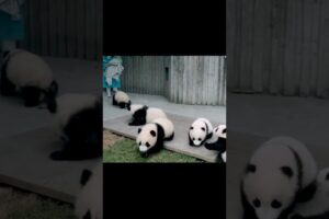 Adorable pandas playing. #panda #animals #adorableanimals