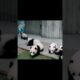 Adorable pandas playing. #panda #animals #adorableanimals