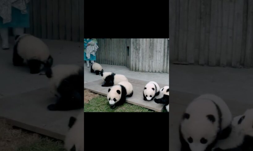 Adorable pandas playing. #panda #animals #adorableanimals