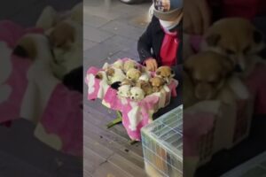 Adorably Cute: Puppies Sold by an Elderly Lady on the Street #viral, #dog #funny