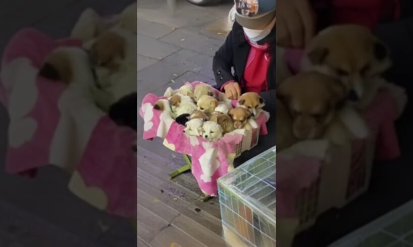 Adorably Cute: Puppies Sold by an Elderly Lady on the Street #viral, #dog #funny