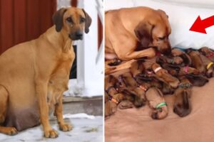 An Abandoned P regnant Dog Gives Birth To 15 Beautiful Puppies In The Cold Snow And Rain