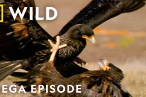 Animal Fight Night: Death and Survival | MEGA EPISODE | Nat Geo Wild