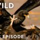 Animal Fight Night: Death and Survival | MEGA EPISODE | Nat Geo Wild