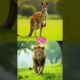 Animals fights #lion #fusion#hybrids  #animals #animalfight #ai #shorts #shortvideo