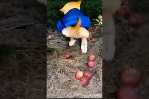 Apple dog becomes ninja and fights cat #dog #funny #trend #trending #memes #ai #fyp