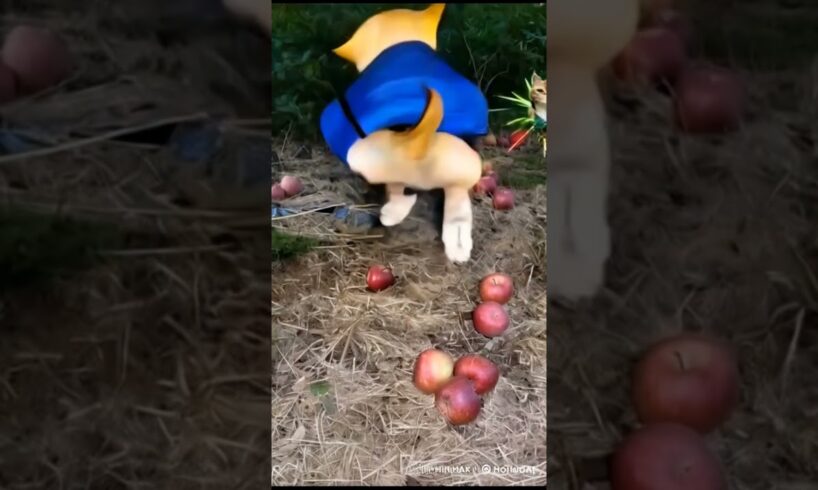 Apple dog becomes ninja and fights cat #dog #funny #trend #trending #memes #ai #fyp