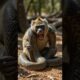 Baboon Monkey and Python Snake Fight