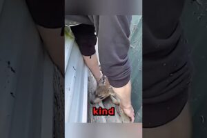 Baby Animal Rescued From Construction Site 😱