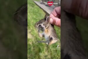 Baby Bunny Screaming After Being Rescue from Hungry Dogs || Heartsome 💖