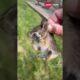 Baby Bunny Screaming After Being Rescue from Hungry Dogs || Heartsome 💖