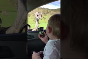 Baby Can't Stop Laughing At Ostrich Eating Food