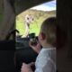 Baby Can't Stop Laughing At Ostrich Eating Food