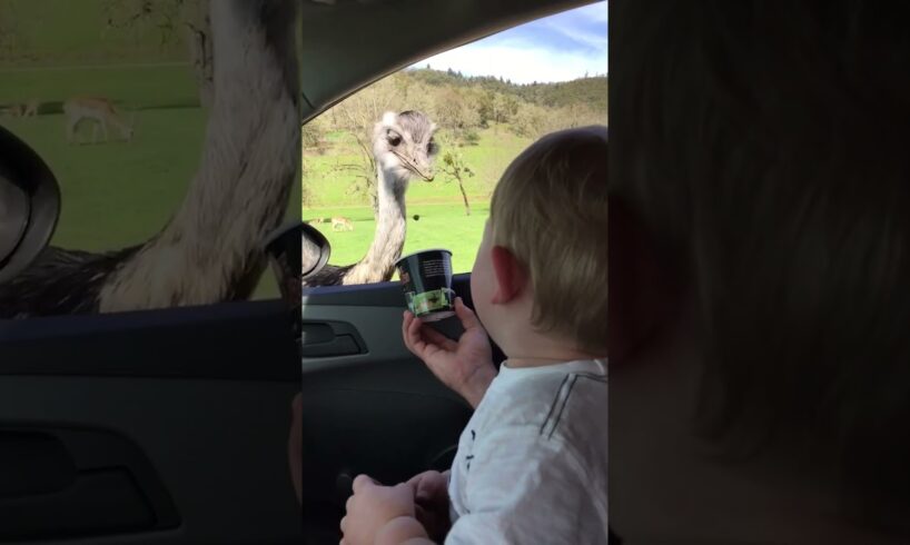 Baby Can't Stop Laughing At Ostrich Eating Food