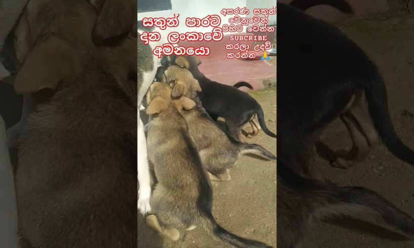 Baby Dogs❤Cute puppies මනුදමි පිරැණු අය එකතුවෙමු🙏❤ #shorts #trending #dog #love