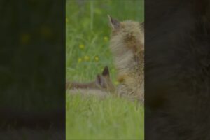 Baby Fox Playing#kitten#pets#animals#wildlife#nature#beautiful#anazing