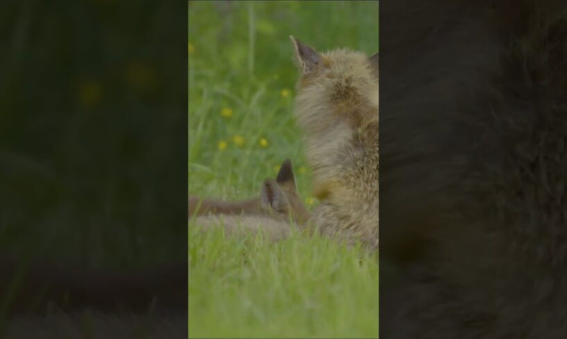 Baby Fox Playing#kitten#pets#animals#wildlife#nature#beautiful#anazing